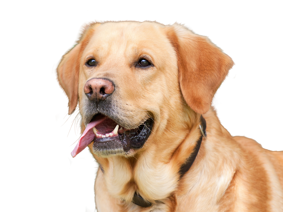 Understanding ESA Laws in South Carolina