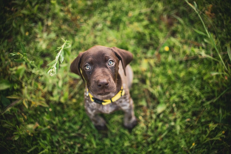 Unleashing Joy: 5 Reasons German Shorthaired Pointers Make Perfect Pets!
