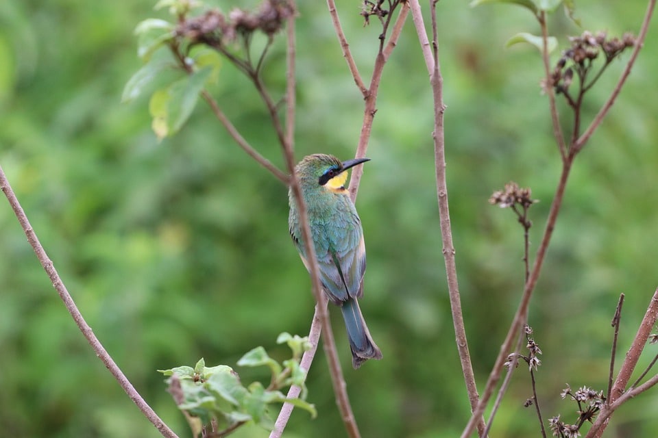 Unleashing Joy: Discover the Playful Personality of Somali Cats!