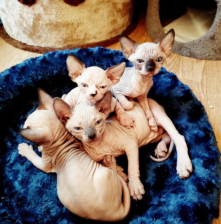 Unleashing Love: The Charming Personality of Sphynx Cats & Dogs