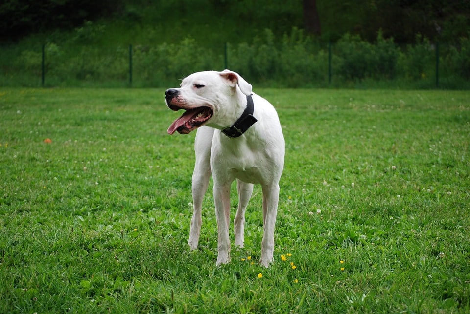 Unleashing the Dogo Argentino: Traits, Care Tips & More!
