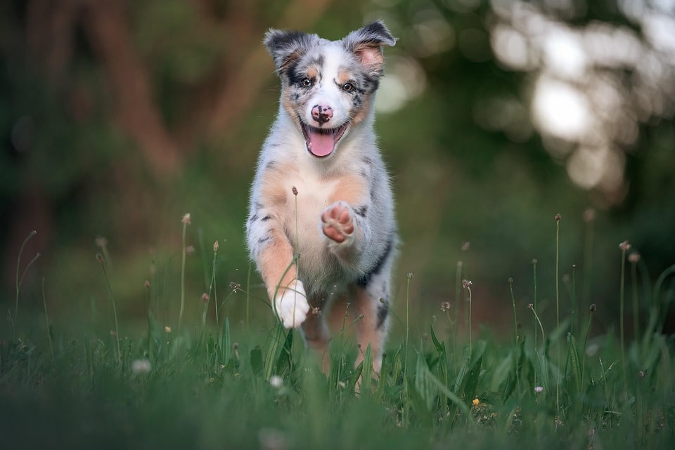 Unlocking the Joy: The Unique Personality of Australian Shepherds