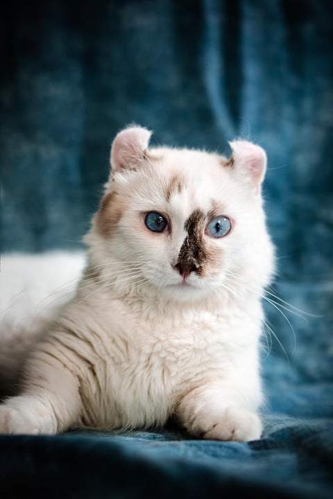Unravel the Charm: 7 Unique Traits of the American Curl Cat