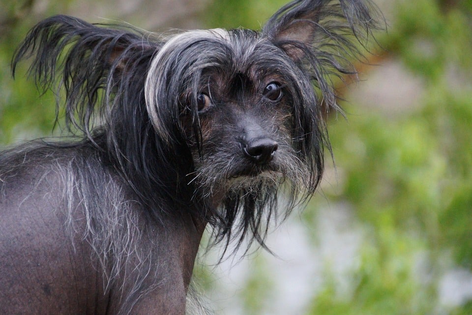 Unveiling the Charm: Care Tips for Your Chinese Crested Pet