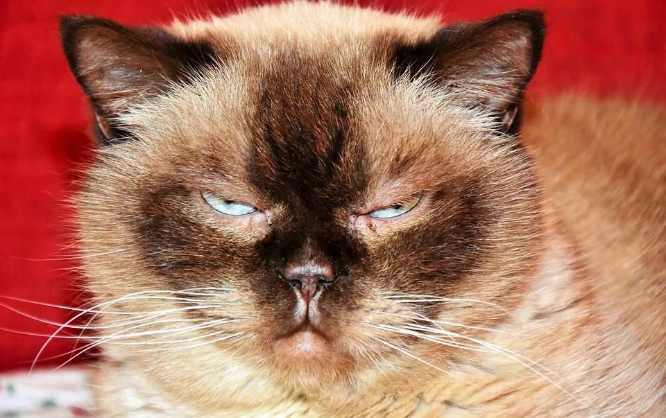 Unveiling the Colourpoint Shorthair: Playful Companions with Style!