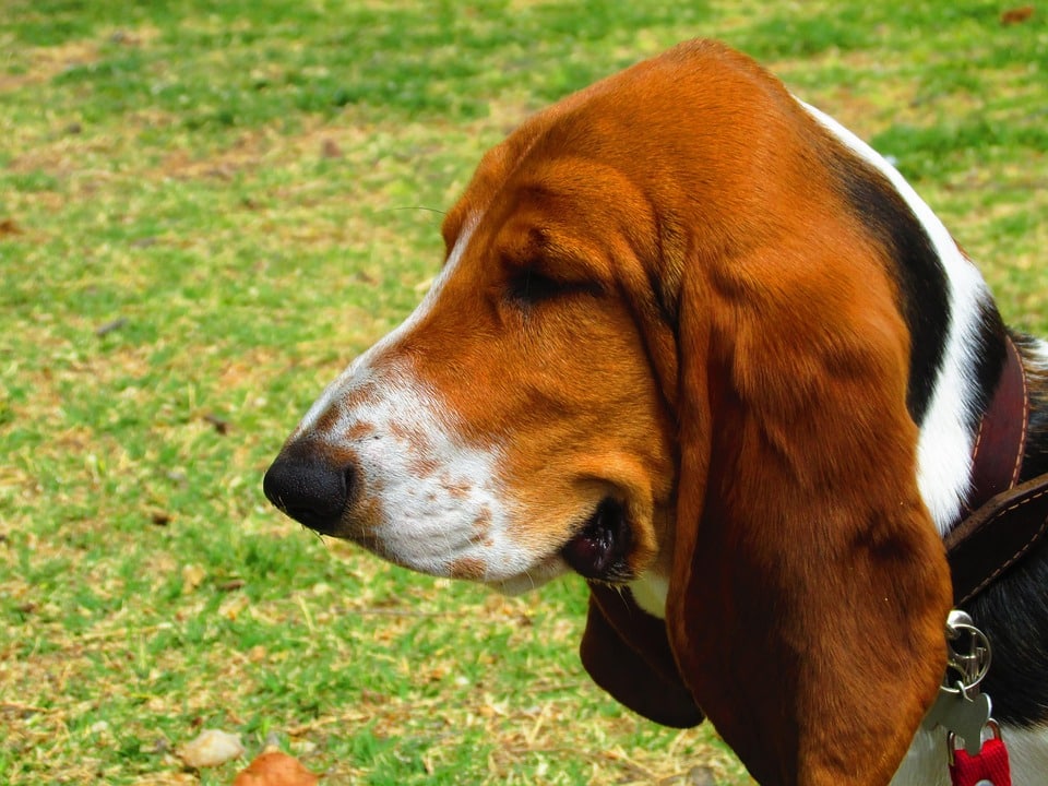 Why Basset Hounds Make the Ultimate Family Companions