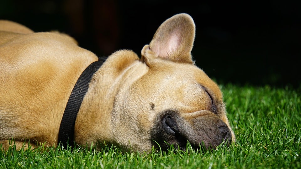 Why French Bulldogs Are the Ultimate Family Companions