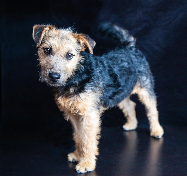 Why Lakeland Terriers Are the Perfect Playful Companion for Families