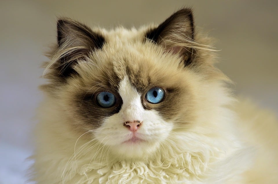 Why Ragdoll Cats Make the Ultimate Family Pets: 7 Irresistible Traits
