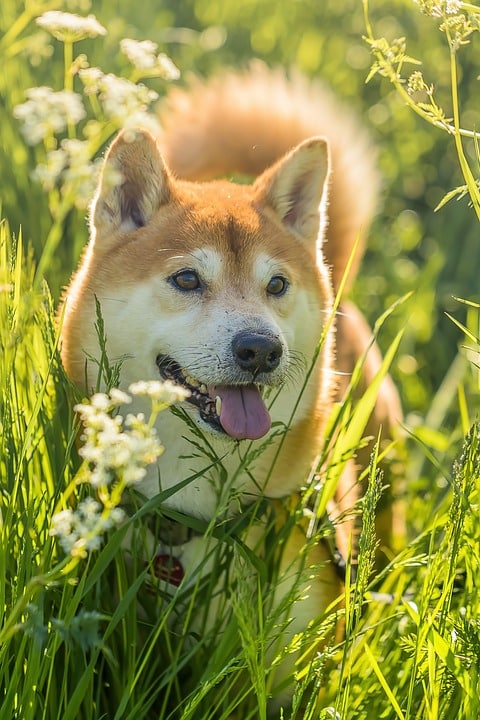Why Shiba Inus Are the Perfect Companion: Traits & Care Essentials