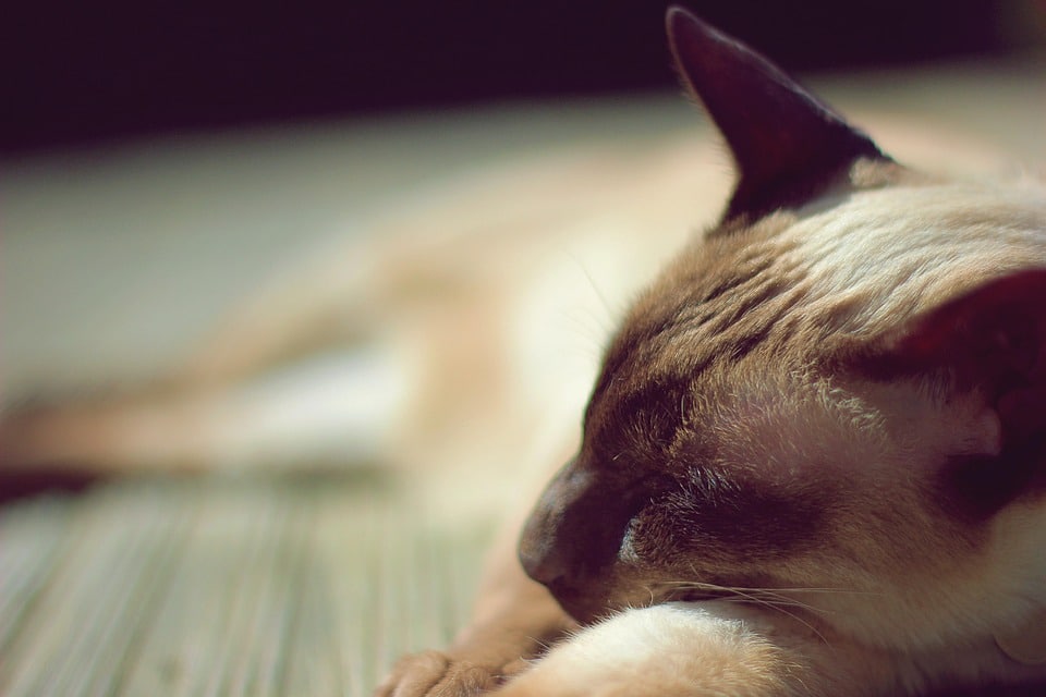 Why Siamese Cats Are the Purrfect Companions: Traits & Care Tips