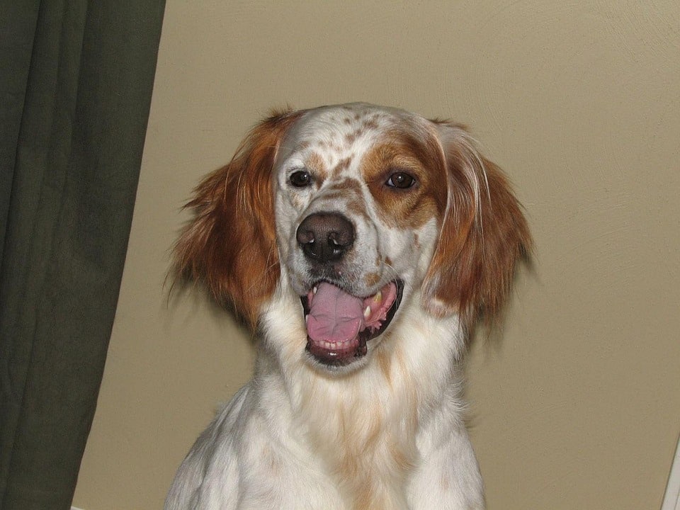 Why the Irish Red and White Setter is Your Next Best Friend