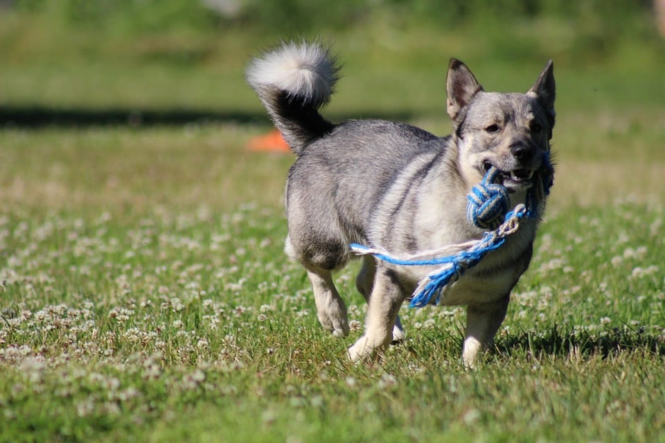 Why the Swedish Vallhund is the Perfect Family Companion