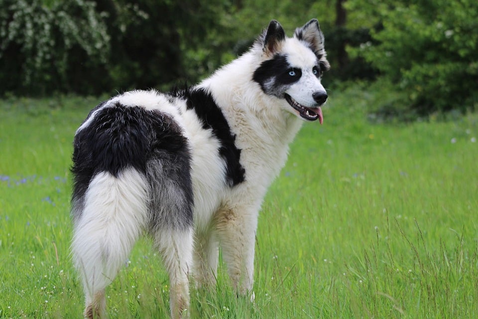 Yakutian Laika Care: Tips for a Happy, Healthy Pup!