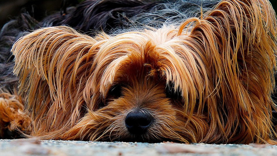 Yorkshire Terriers: Small Dogs with Big Personalities!