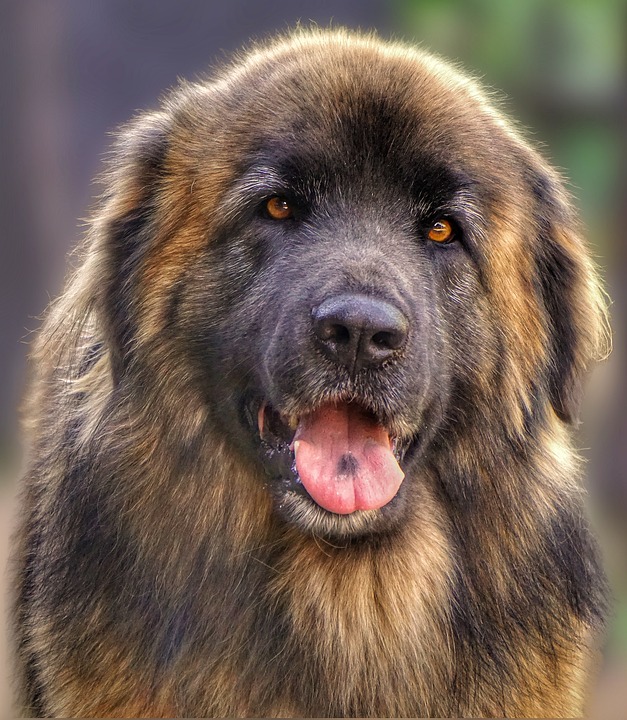 10 Essential Care Tips for Your Lovable Leonberger