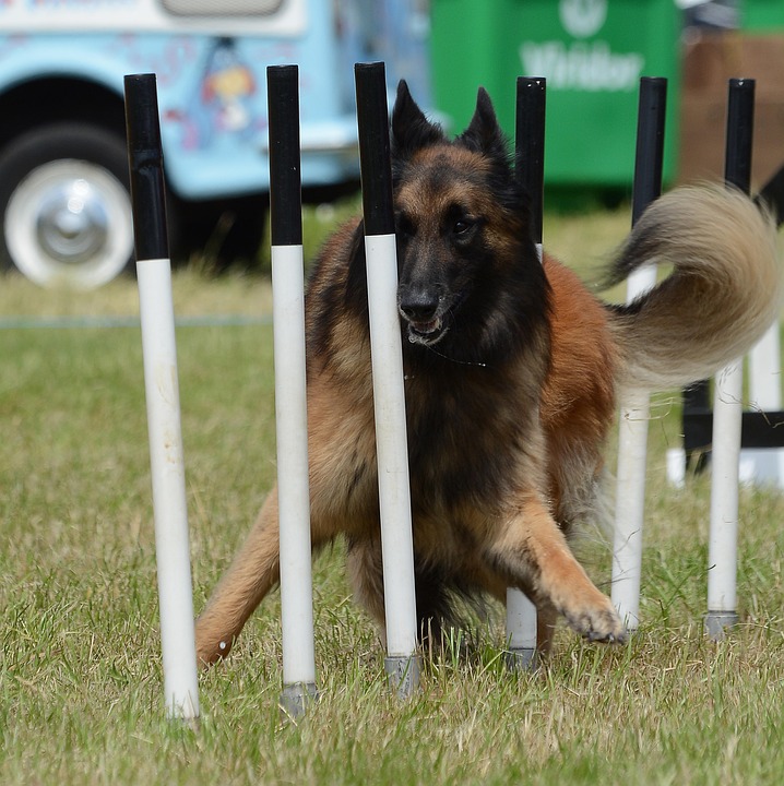 10 Reasons the Belgian Tervuren is Your Perfect Family Companion