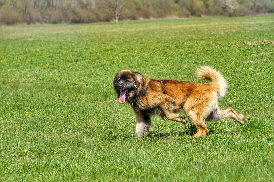 5 Unique Facts About Leonbergers That Every Owner Should Know