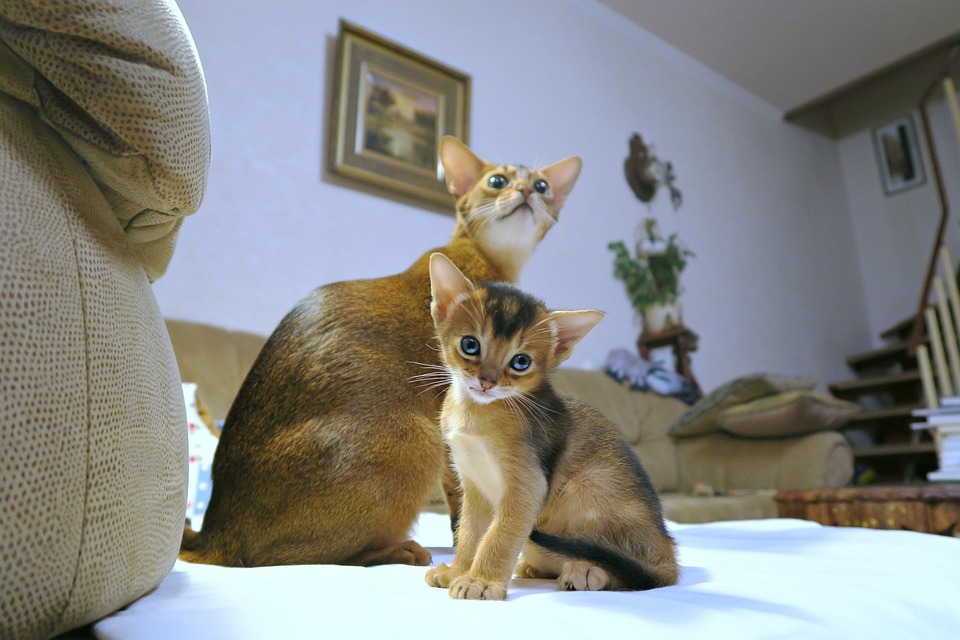 Abyssinian Companions: The Playful, Loyal Pets You’ll Adore
