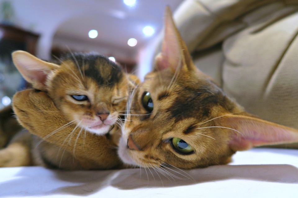 Abyssinian Companions: Unveiling Their Playful Personality Traits