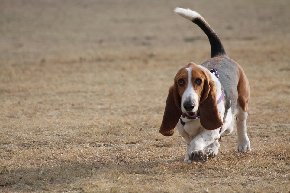 Basset Hound Bliss: Unraveling Their Unique Charm and Care Needs