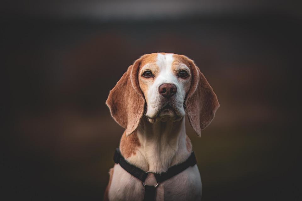 Beagle Love: Unique Facts and Emotional Benefits of This Breed