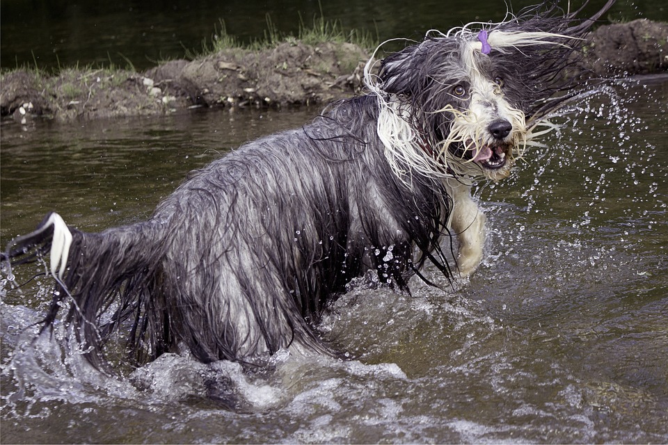 Bearded Collies: The Playful Companions You Didn’t Know You Needed!