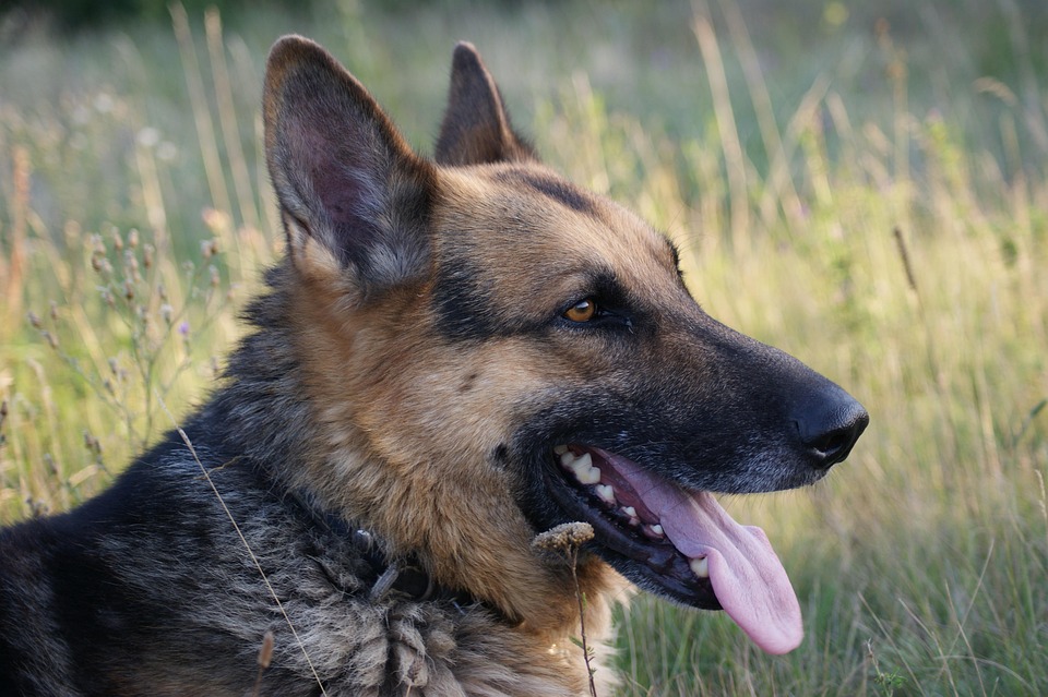 California's Environmental Quality Act (CEQA) may also come into play by requiring assessments for impacts on endangered species during project planning.
