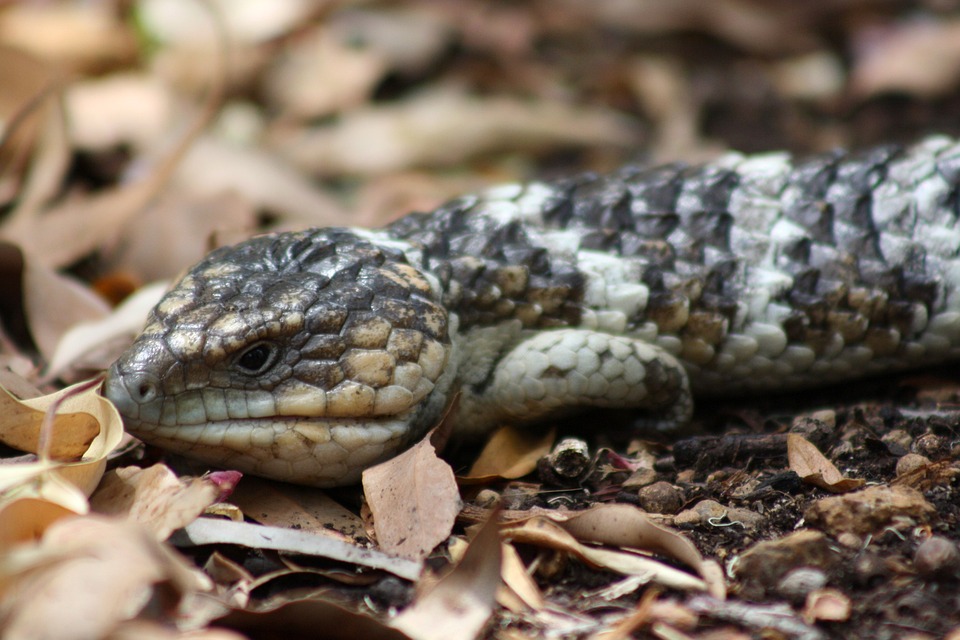 “Caring for Your American Bobtail: Tips for a Happy, Healthy Pet”