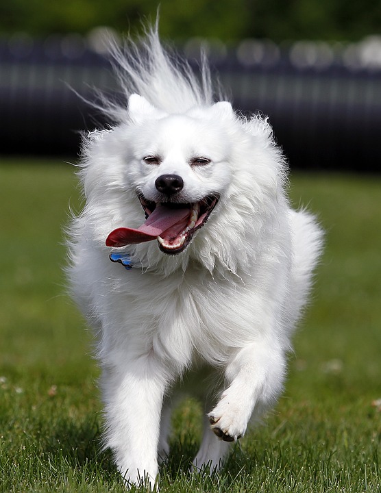 Caring for Your American Eskimo Dog: Tips for a Happy Pup!