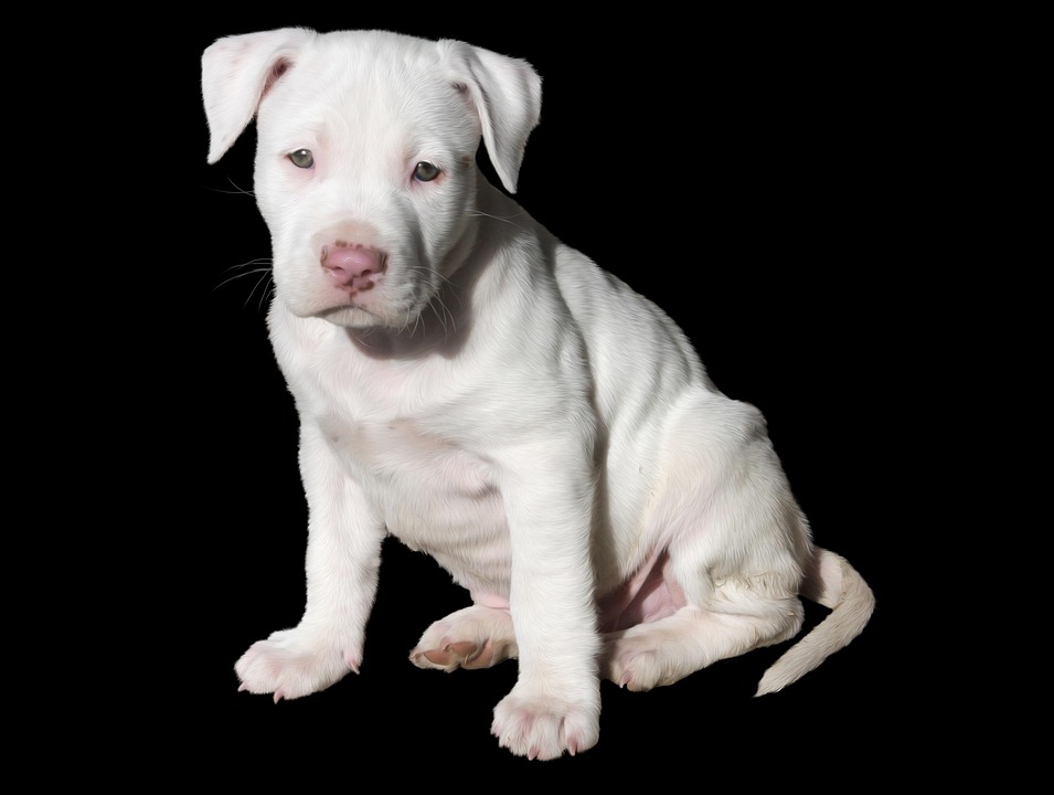Caring for Your American Hairless Terrier: Unique Needs & Joyful Benefits!