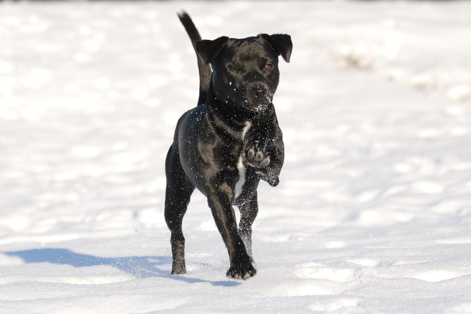 Caring for Your Black Russian Terrier: Tips for a Happy, Healthy Pup
