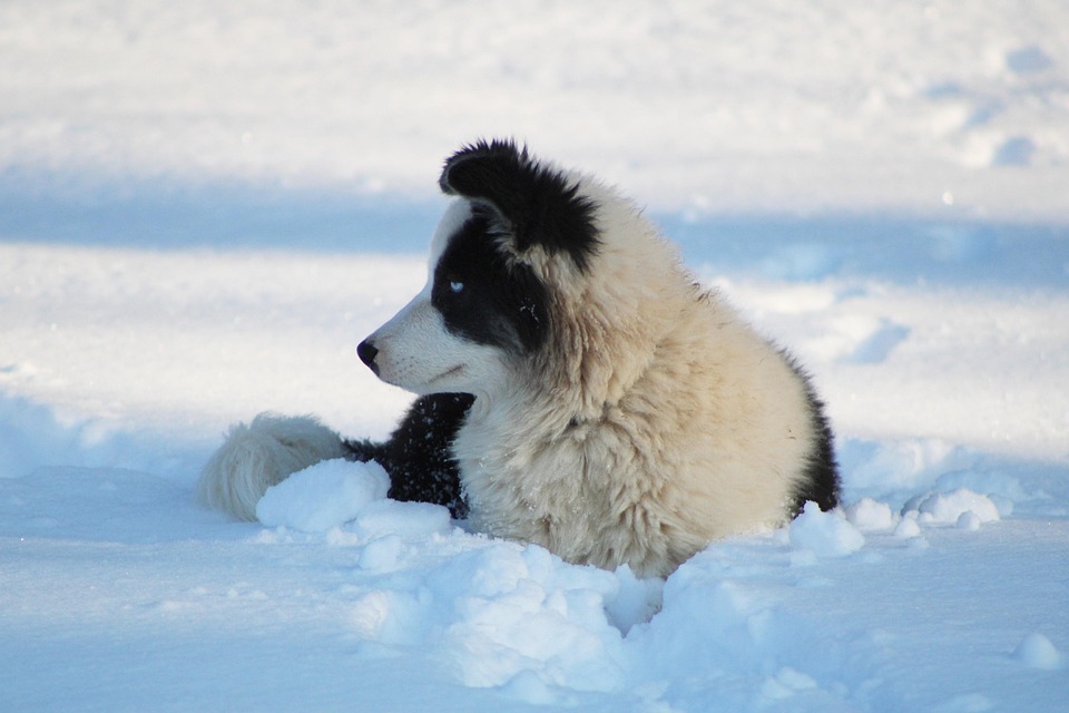 Caring for Your Yakutian Laika: Tips for a Happy, Healthy Pet