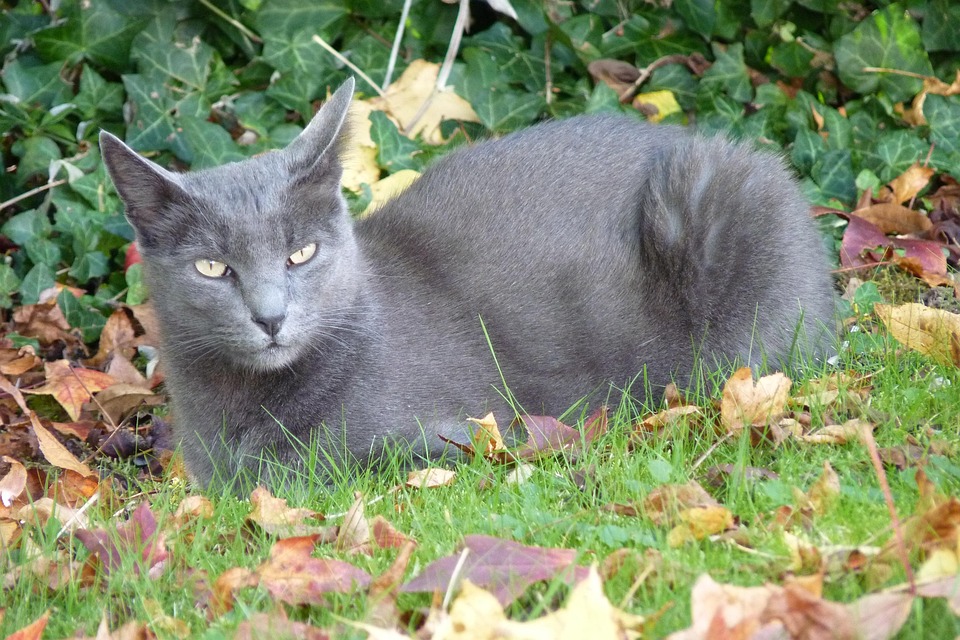 Caring for a Korat Dog: Tips for a Happy, Playful Companion