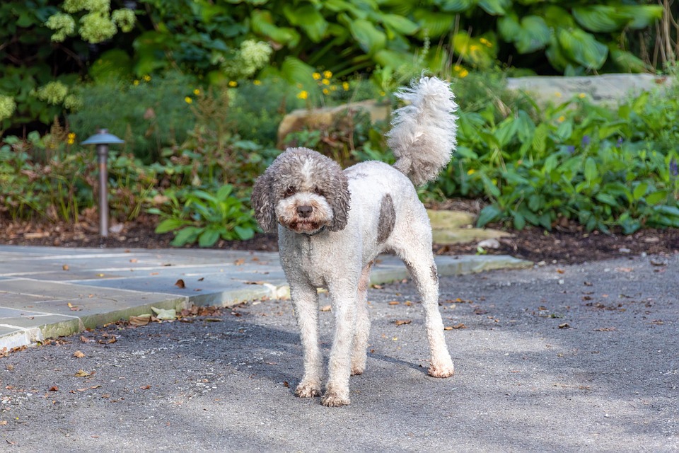 Caring for a Lagotto Romagnolo: Tips for a Happy, Healthy Pup