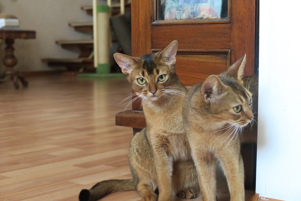 Discover the Abyssinian: Quirky Traits & Care Tips for Owners