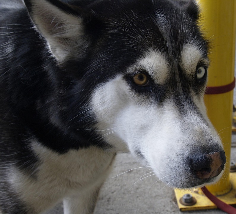 Discover the Alaskan Husky: Your Ultimate Adventure Companion