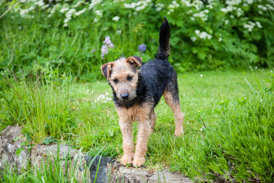 Discover the Charming Personality of Lakeland Terriers: A Must-Read!