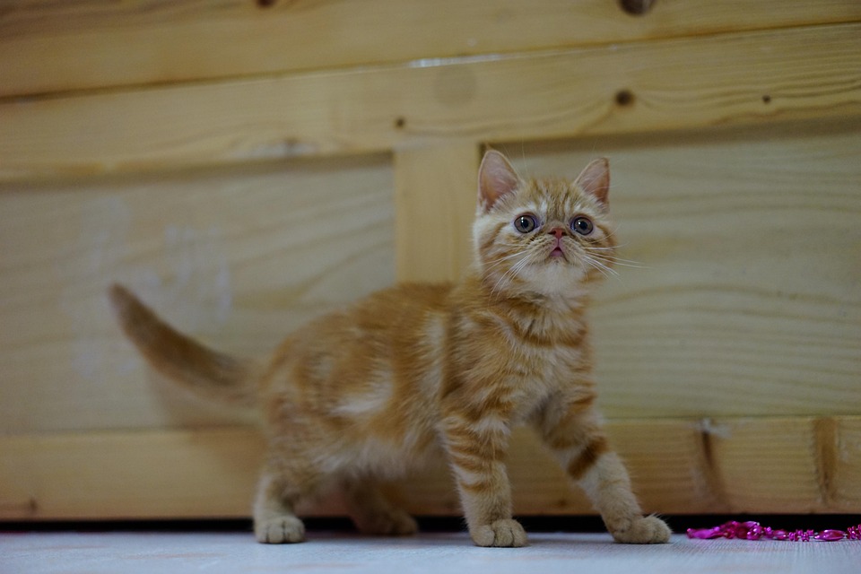 “Discover the Quirky Personality Traits of Exotic Shorthairs!”