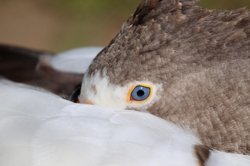 Domestic Mediumhairs: The Purrfect Blend of Playfulness and Affection