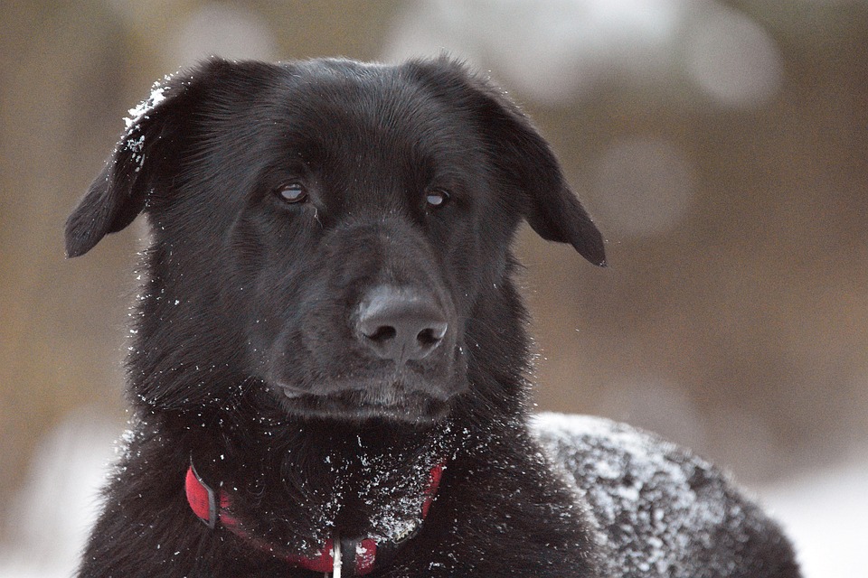 ESA Laws in Texas: How to Apply for an Emotional Support Animal