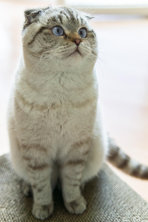 Scottish Folds: The Adorable Companions You Didn't Know You Needed