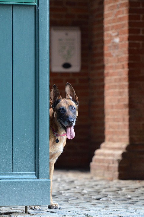 The Belgian Malinois: A Loyal Guardian & Your Perfect Workout Buddy