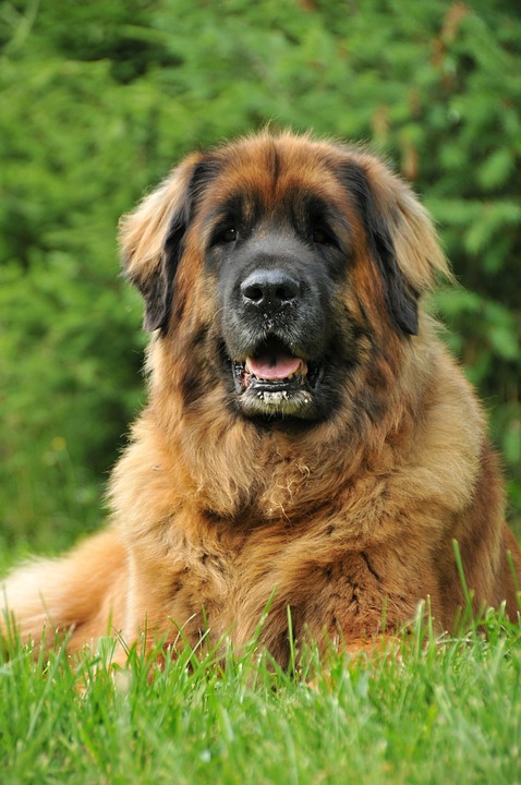 The Gentle Giant: Exploring the Sweet Nature of Leonbergers