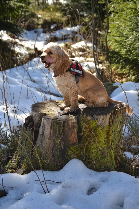 The Joy of Owning an American Cocker Spaniel: Care and Connection