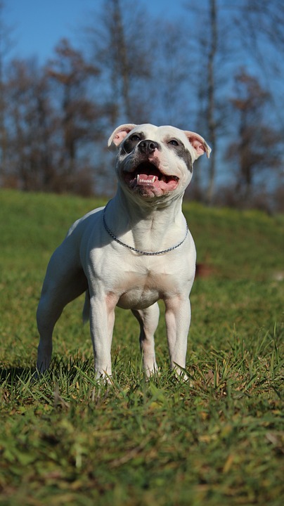 The Joyful Bull Terrier: Unleashing Love and Laughter in Your Home