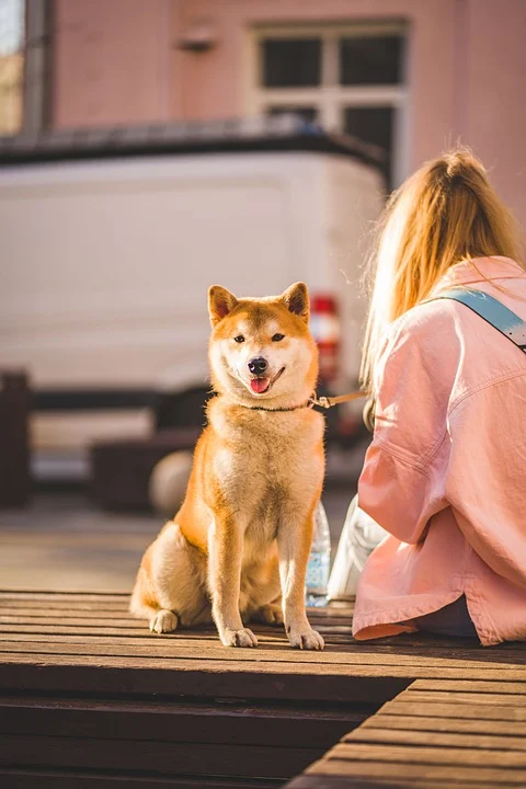The Loyal Akita: Unraveling Their Unique Personality and Care Tips