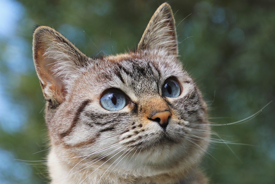 The Treeing Tennessee Brindle: Your Loyal Companion Awaits!