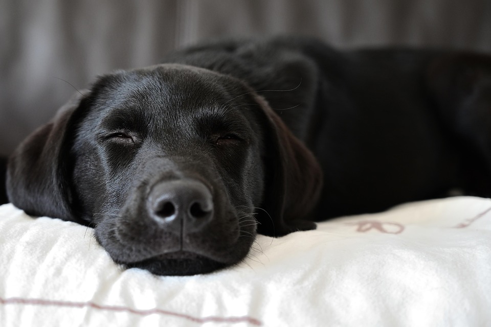Top 10 Care Tips for Happy, Healthy Labrador Retrievers