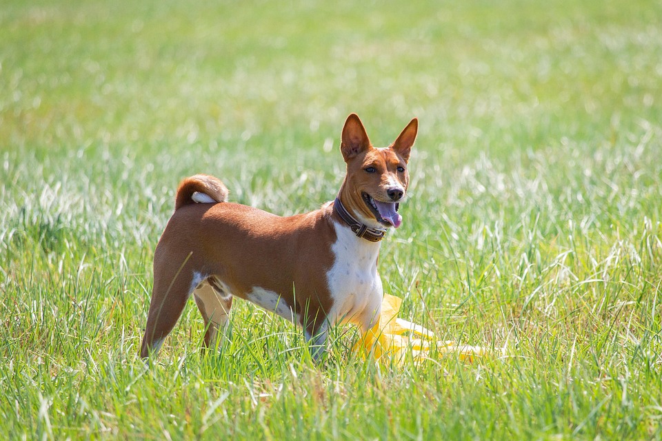 Top 5 Basenji Traits That Make Them Adorable Companions